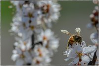 2022 - Tra il biancospino